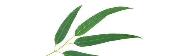 L'huile essentielle d'Eucalyptus Smithii